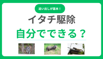 イタチ駆除は自分でできる？追い出し手順から法的注意点まで安全な対処法を解説