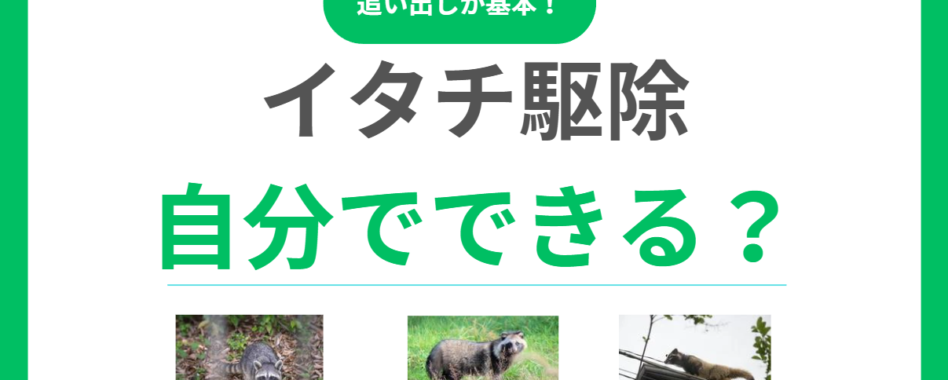 イタチ駆除は自分でできる？追い出し手順から法的注意点まで安全な対処法を解説