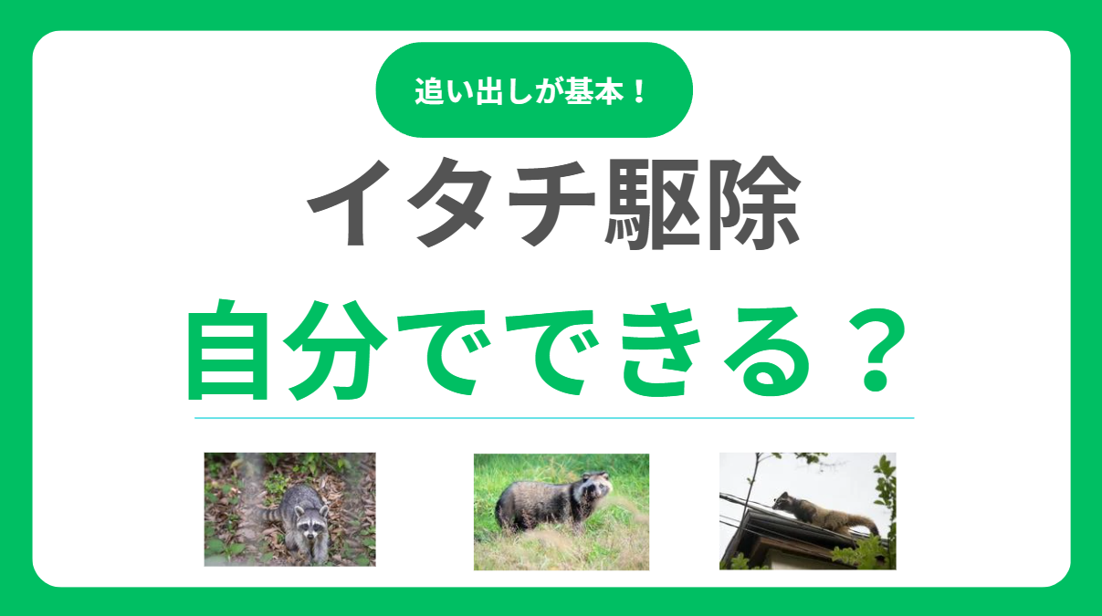 イタチ駆除は自分でできる？追い出し手順から法的注意点まで安全な対処法を解説