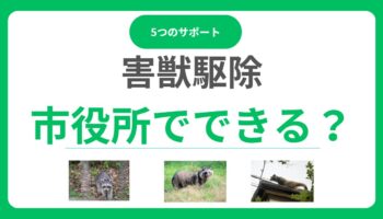 市役所は害獣駆除してくれない？相談で受けられる5つのサポートと注意点！