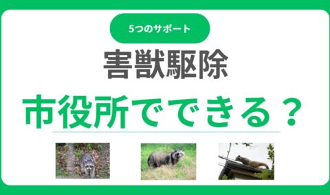 市役所は害獣駆除してくれない？相談で受けられる5つのサポートと注意点！