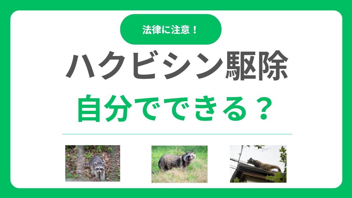 ハクビシン駆除を自分で行う方法｜追い出しから再発防止の方法を解説