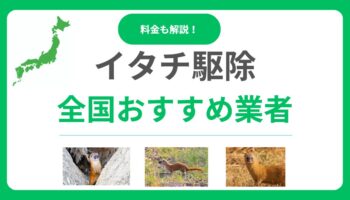 イタチ駆除業者おすすめ10選！費用相場と失敗しない選び方も徹底解説！