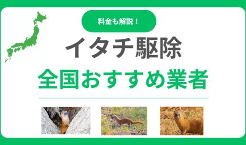 イタチ駆除業者おすすめ10選！費用相場と失敗しない選び方も徹底解説！