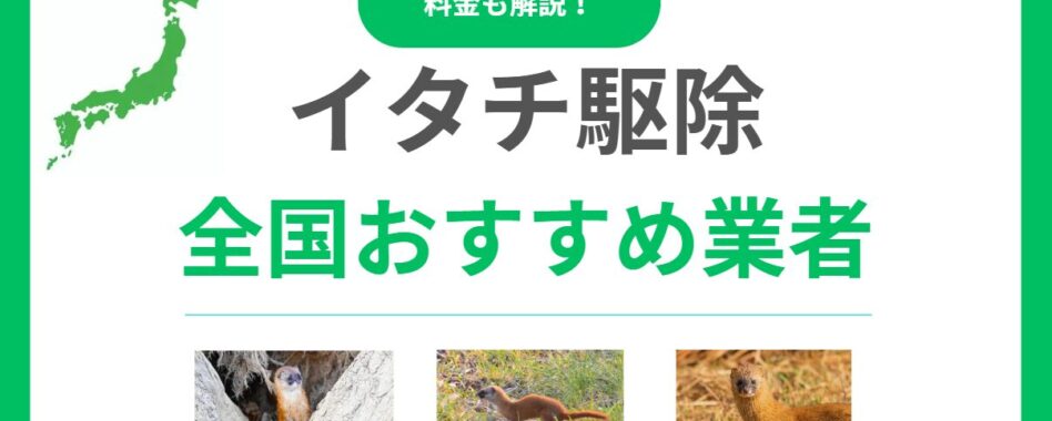 イタチ駆除業者おすすめ10選！費用相場と失敗しない選び方も徹底解説！