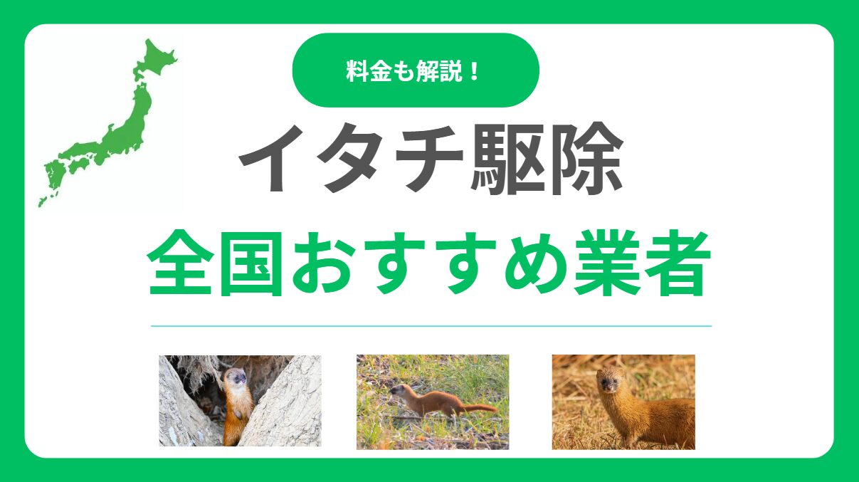 イタチ駆除業者おすすめ10選！費用相場と失敗しない選び方も徹底解説！