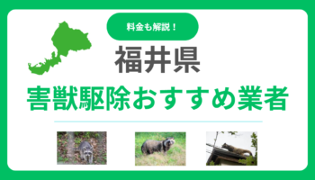福井県の害獣駆除おすすめ業者15選！料金相場と信頼できる選び方をプロが解説