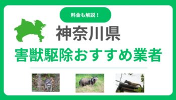 神奈川県の害獣駆除業者おすすめ15選｜料金比較と優良業者を見抜くポイント
