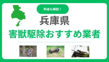 兵庫県の害獣駆除おすすめ業者ランキング12選！料金相場と失敗しない選び方