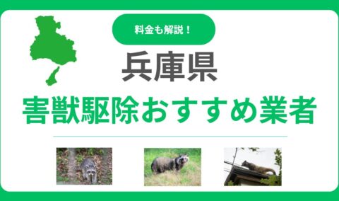 兵庫県の害獣駆除おすすめ業者ランキング12選！料金相場と失敗しない選び方