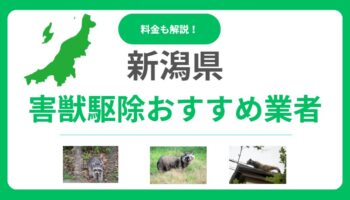 【2025年最新】新潟県の害獣駆除おすすめ業者10選｜料金相場と優良業者の見分け方