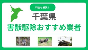千葉県のおすすめ害獣駆除業者17選を徹底比較！料金相場と優良業者の見極め方