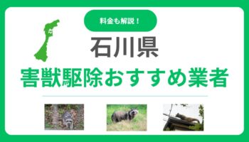 石川県の害獣駆除業者おすすめ10選！信頼できるプロの選び方と費用を解説