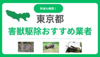 東京の害獣駆除おすすめ業者15選！料金の目安と失敗しない選び方を解説