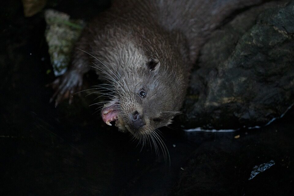 長野の害獣被害なら「害獣駆除110番」へお任せ!