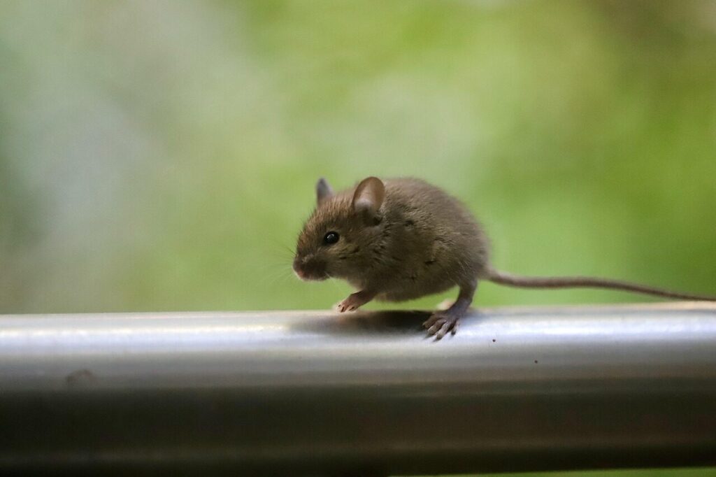 埼玉で信頼できる害獣・害虫駆除業者、5つの選定ポイント