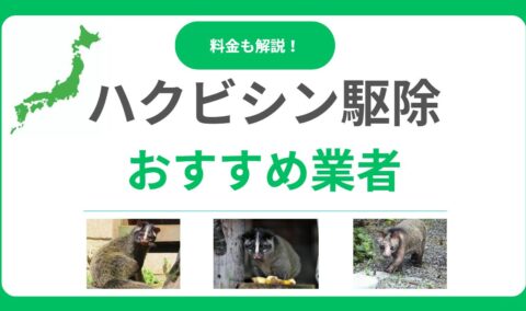 ハクビシン駆除おすすめ業者10社！評判と料金を徹底比較と悪質業者の見分け方！【全国対応】