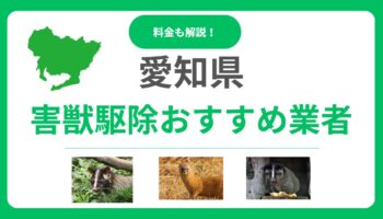【2025年版】愛知県の害獣駆除業者を比較！料金相場と失敗しない選び方のポイント