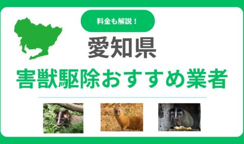 【2025年版】愛知県の害獣駆除業者を比較！料金相場と失敗しない選び方のポイント