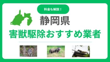 【2025年最新】静岡県のおすすめ害獣駆除業者！料金と信頼できる選び方を解説