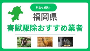 福岡県の害獣駆除業者おすすめ12選！後悔しないための比較ポイントと費用感を解説