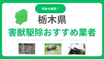 栃木県でおすすめの害獣駆除業者12選！信頼できるプロの選び方と料金相場を徹底解説
