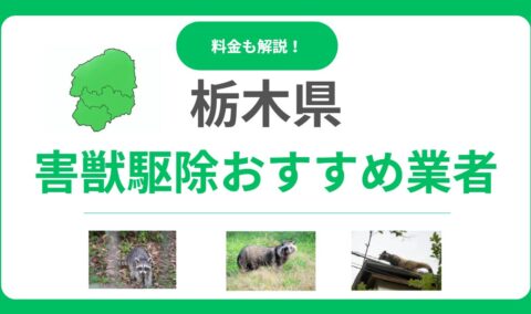 栃木県でおすすめの害獣駆除業者12選！信頼できるプロの選び方と料金相場を徹底解説
