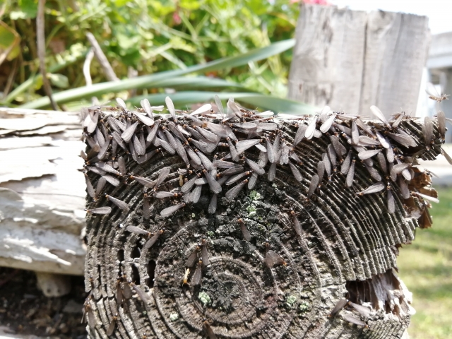 シロアリ駆除の費用相場｜適正価格を見極める方法