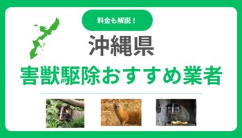 沖縄県の害獣駆除業者はココ！優良業者15選を徹底比較｜料金相場と選び方のポイント