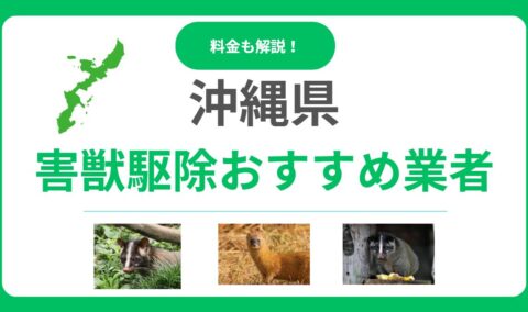 沖縄県の害獣駆除業者はココ！優良業者15選を徹底比較｜料金相場と選び方のポイント