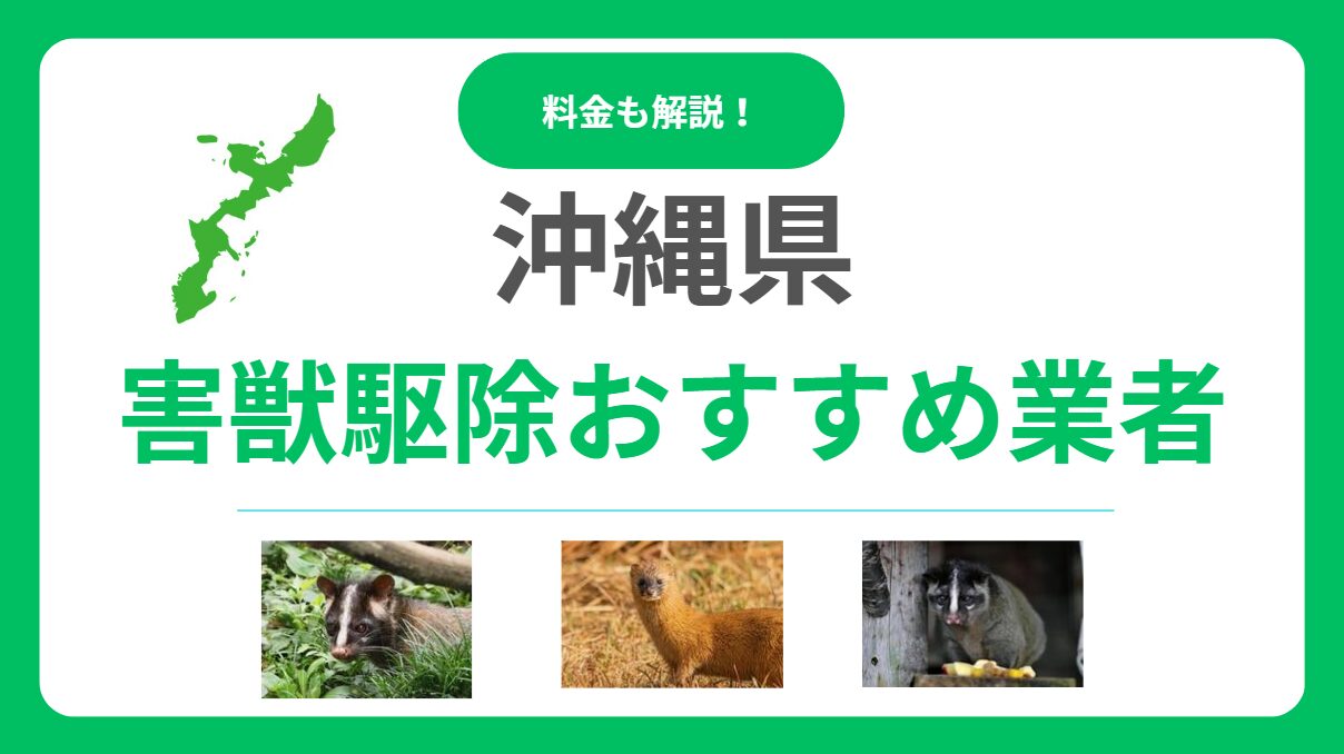 沖縄県の害獣駆除業者はココ！優良業者15選を徹底比較｜料金相場と選び方のポイント