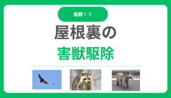 屋根裏の害獣駆除！追い出す方法や費用相場、業者選びまで徹底解説！