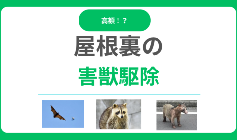 屋根裏の害獣駆除！追い出す方法や費用相場、業者選びまで徹底解説！