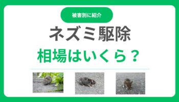 ネズミ駆除の料金相場はいくら？一戸建て平均費用と適正価格で依頼する方法