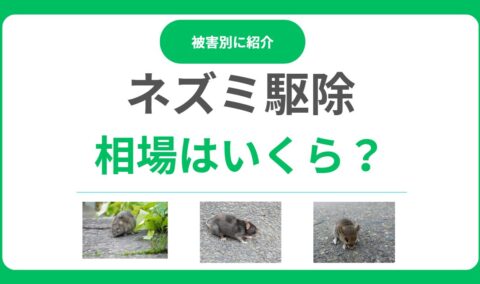 ネズミ駆除の料金相場はいくら？一戸建て平均費用と適正価格で依頼する方法