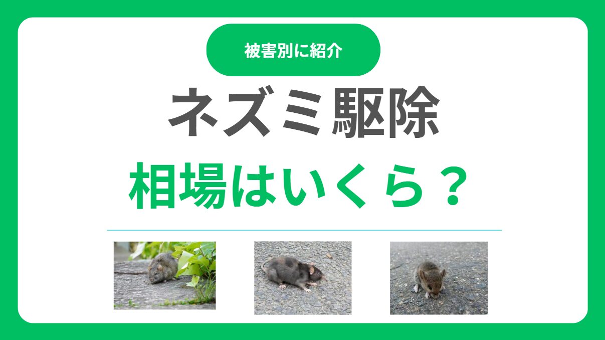 ネズミ駆除の料金相場はいくら？一戸建て平均費用と適正価格で依頼する方法