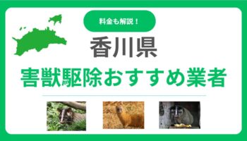 【2025年】香川県の害獣駆除業者おすすめ13選！料金相場と信頼できる選び方を解説