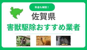 【2025年版】佐賀県の害獣駆除業者おすすめ11選！信頼できるプロの選び方と料金の目安