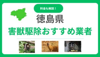【徳島県】害獣駆除のおすすめ業者16選！料金相場と優良な会社の選び方を解説