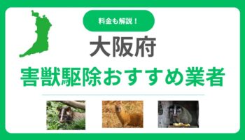【2025年版】大阪府の害獣駆除おすすめ業者ランキング15選！料金相場と信頼できる会社の選び方