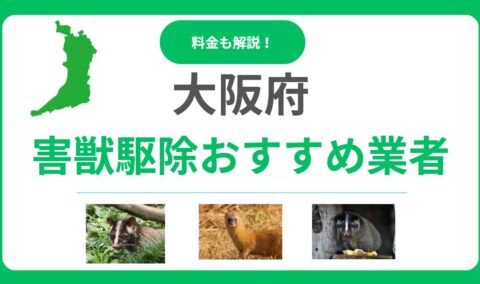 【2025年版】大阪府の害獣駆除おすすめ業者ランキング15選！料金相場と信頼できる会社の選び方