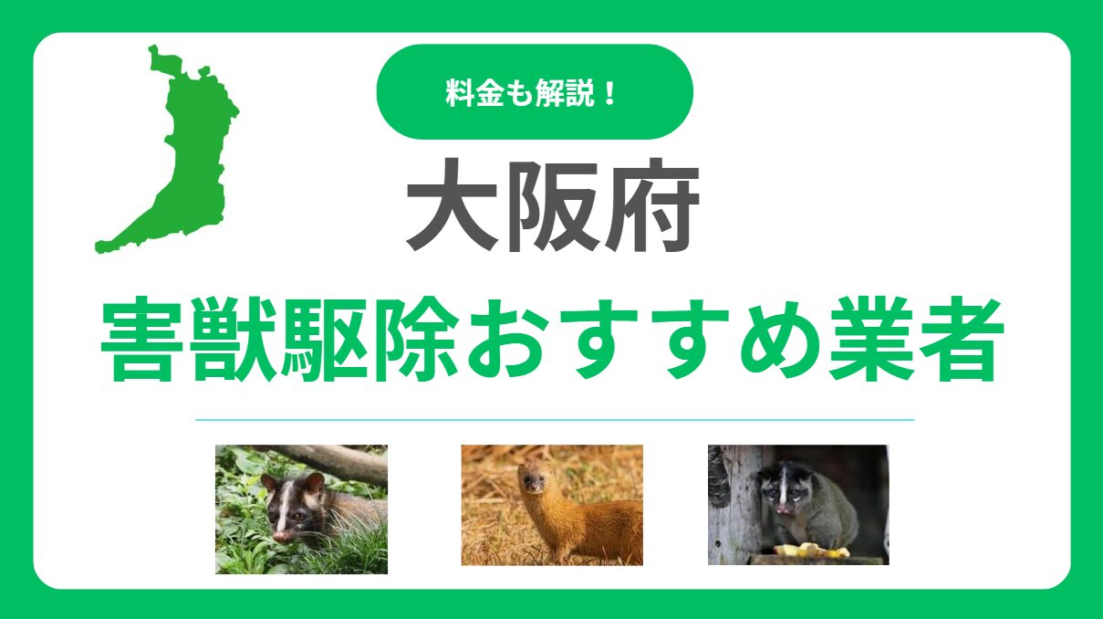 【2025年版】大阪府の害獣駆除おすすめ業者ランキング15選！料金相場と信頼できる会社の選び方