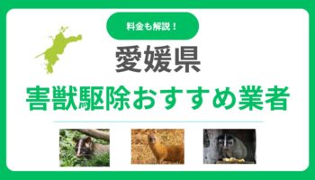 愛媛県の害獣駆除業者おすすめ15選！料金相場と信頼できる選び方を解説