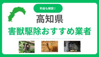 【高知県】害獣駆除のおすすめ業者15選！料金相場と優良な会社の選び方を解説