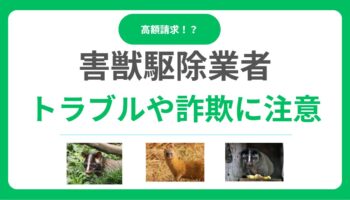 害獣駆除業者のトラブル実態と対処法！詐欺や高額請求被害を避ける方法とは？