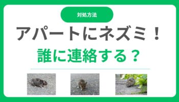 アパートにネズミが出たら誰に連絡？大家と入居者の責任は？対処法と駆除費用を解説