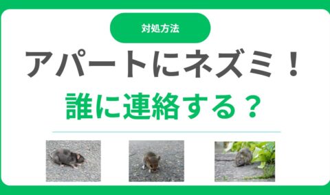 アパートにネズミが出たら誰に連絡？大家と入居者の責任は？対処法と駆除費用を解説