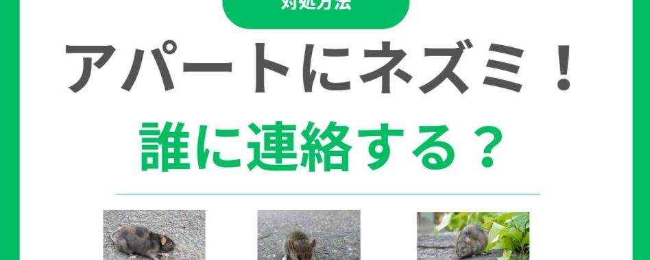 アパートにネズミが出たら誰に連絡？大家と入居者の責任は？対処法と駆除費用を解説