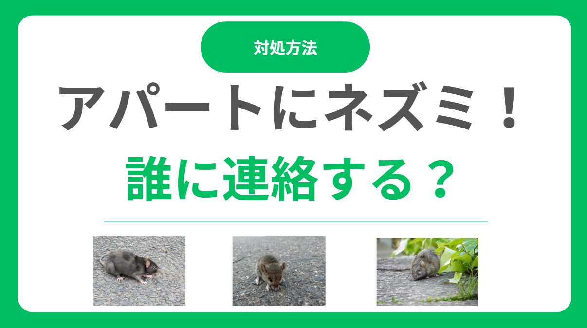 アパートにネズミが出たら誰に連絡？大家と入居者の責任は？対処法と駆除費用を解説