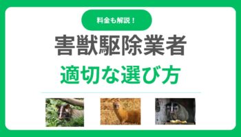 失敗しない害獣駆除業者の選び方は？口コミ・料金・保証で見極める方法！